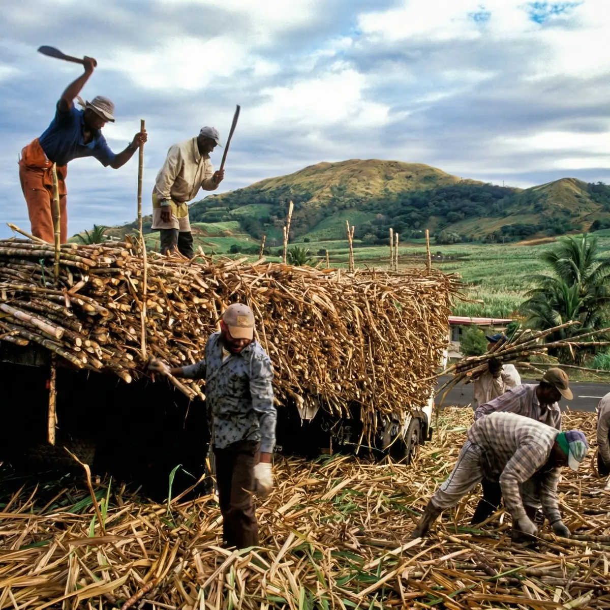Fijian Cane Farmers at Work